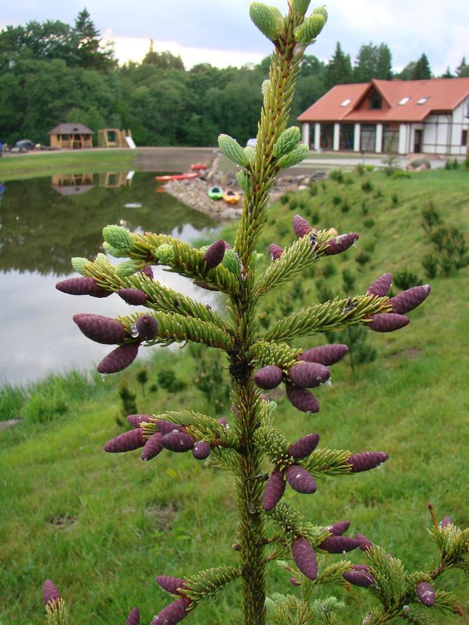 Hotel Jurvinge Zadvainai Zewnętrze zdjęcie